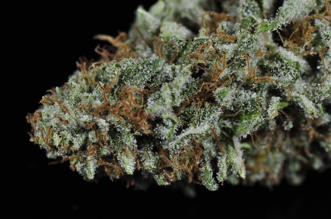 The Full Guide To The Best White Weed Strains Out There
