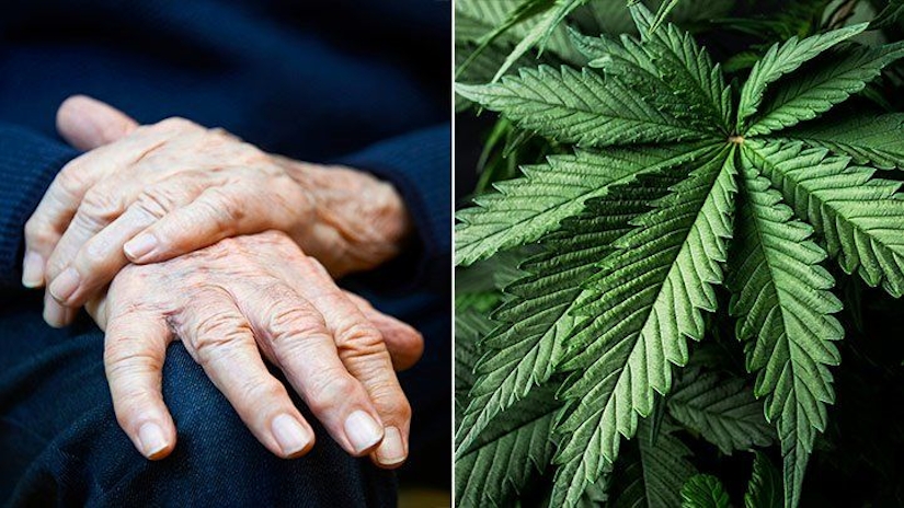 Can Medical Marijuana Help Treat Symptoms Of Parkinson’s Disease?