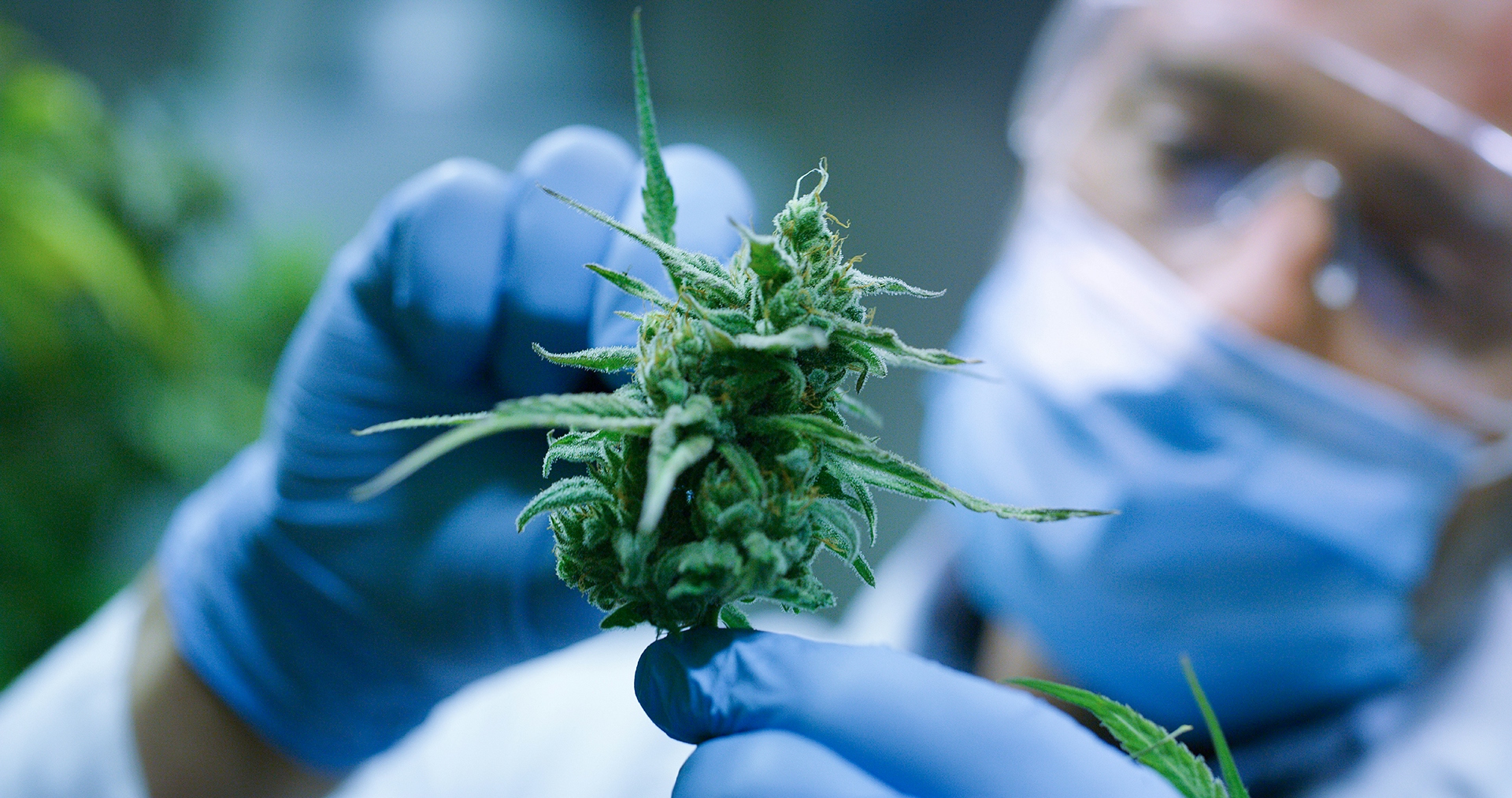 New Study Proves That Physicians Don’t Have Proper Knowledge About Medical Cannabis
