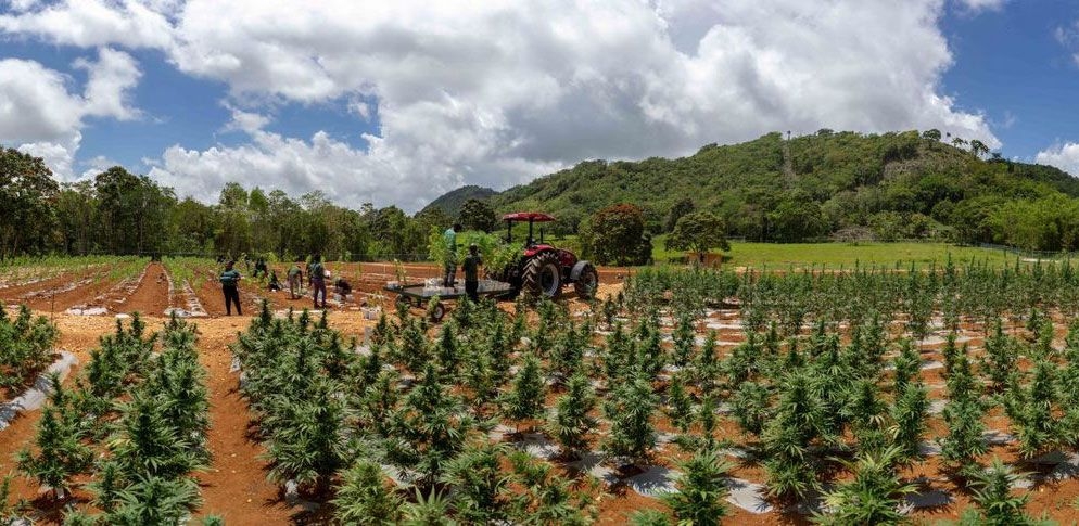 A New Marijuana Campaign From The Jamaican Government Is Reducing The Stigma Around Cannabis