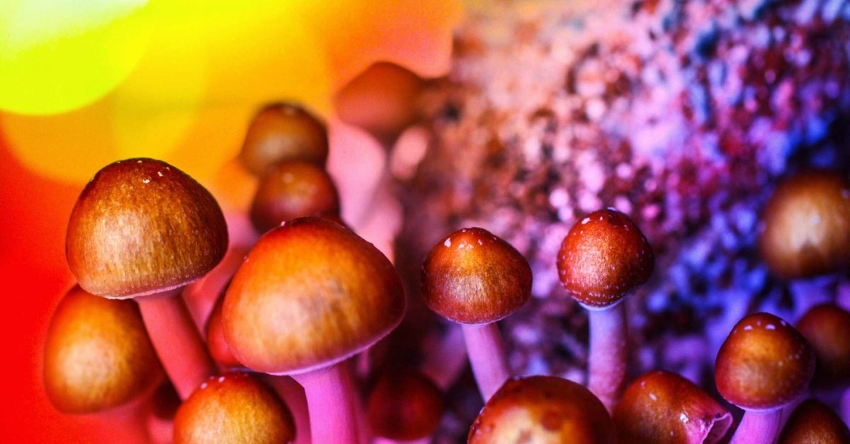 California Might Decriminalize Psychedelics Sooner Than We Expected