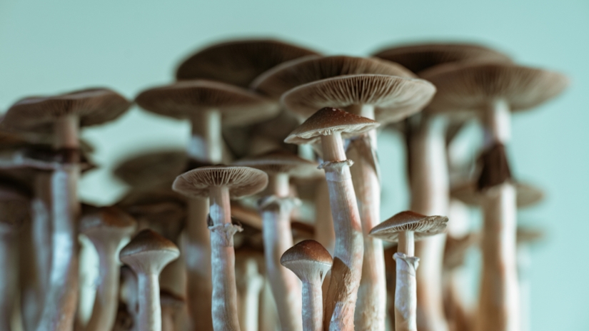 California Might Decriminalize Psychedelics Sooner Than We Expected