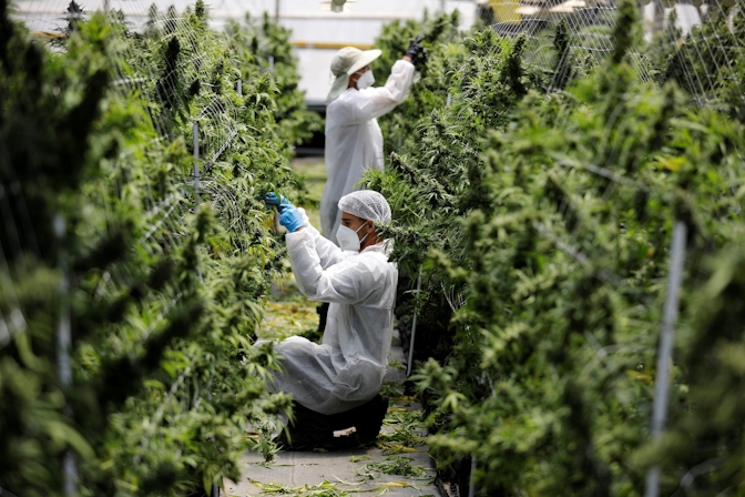 Kentucky Governor Wants To Legalize Medical Marijuana And Sell It To Other States