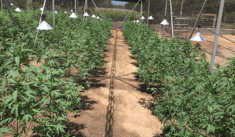 Avicanna Brings Medical Marijuana To Barbados With Rho Phyto Brand