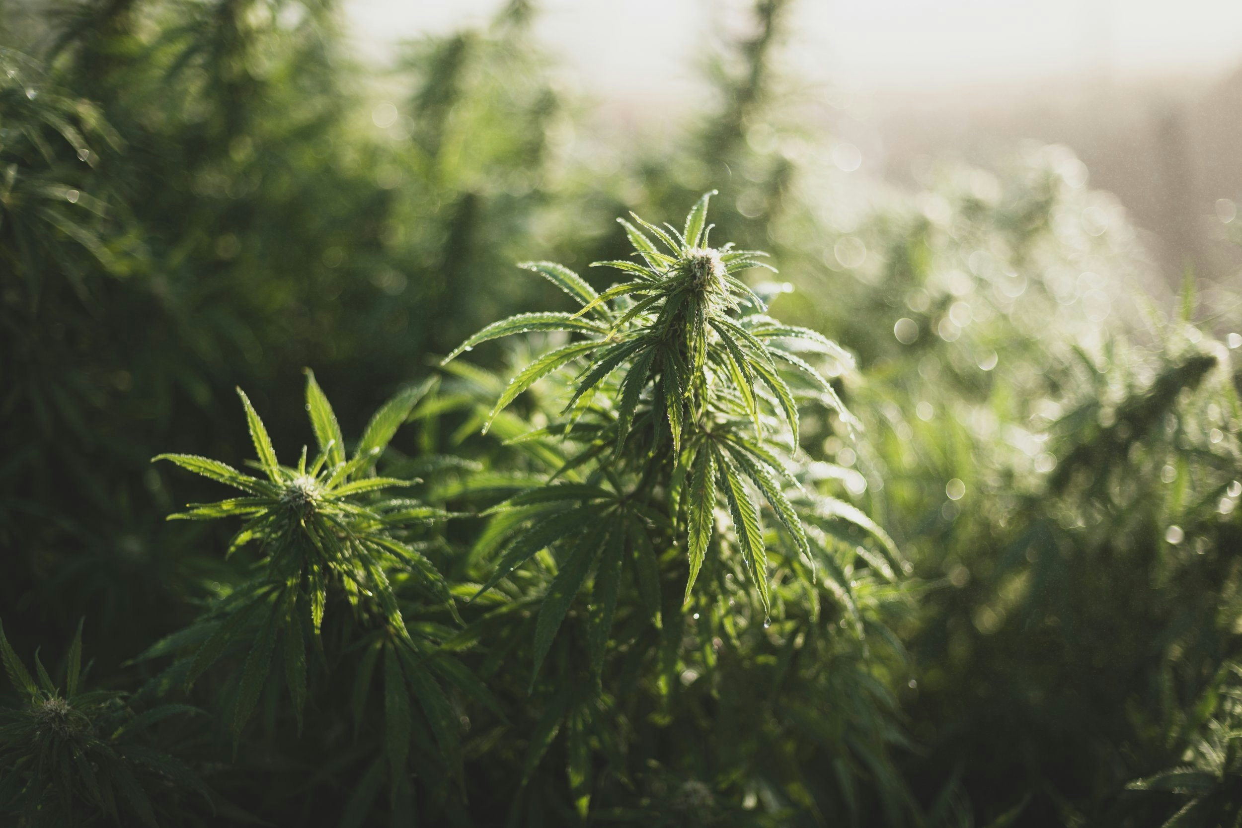 How Does Marijuana Effect Exercise Performance?