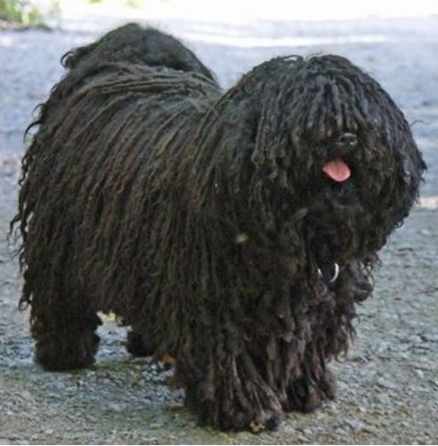 10 Celebrity & Dog Look-Alikes