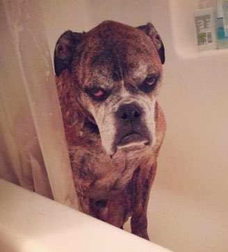 10 Celebrity & Dog Look-Alikes