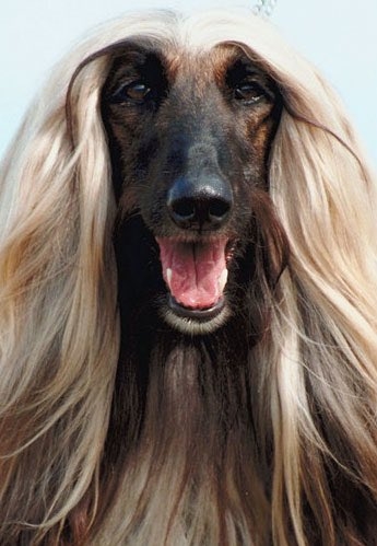 10 Celebrity & Dog Look-Alikes