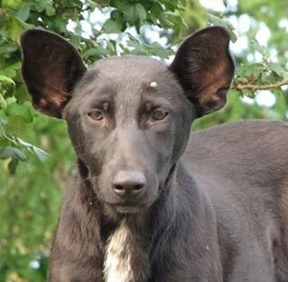 10 Celebrity & Dog Look-Alikes