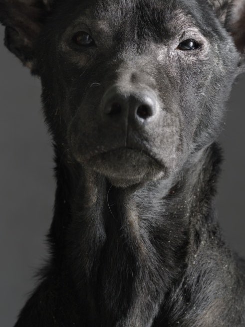 10 Celebrity & Dog Look-Alikes