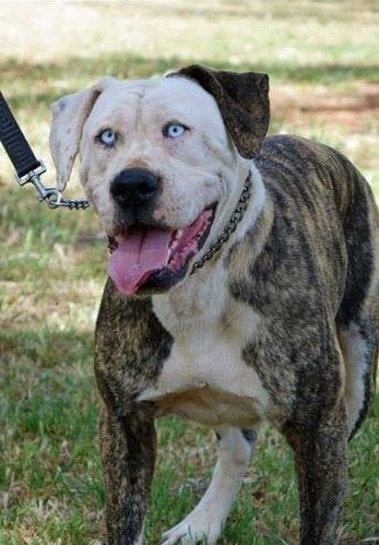 10 Celebrity & Dog Look-Alikes