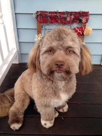 10 Celebrity & Dog Look-Alikes