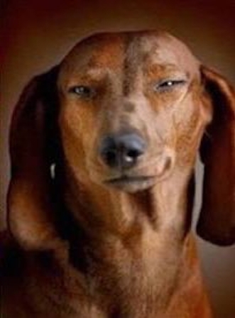 10 Celebrity & Dog Look-Alikes