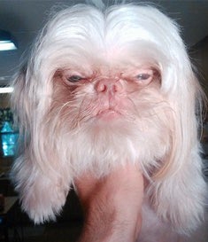 10 Celebrity & Dog Look-Alikes