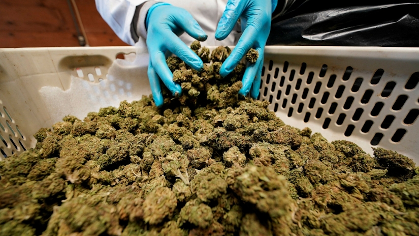 UK Researches Found Whole-Plant Medicinal Cannabis Reduced Seizures In Children By 86%