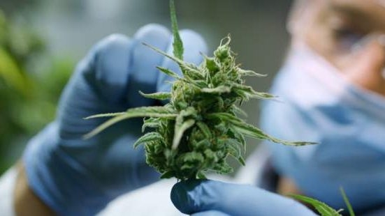 Healthy Donny Burger strain cannabis plant featuring dense flowers and lush green foliage