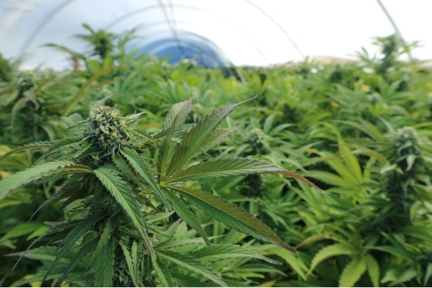 Cannabis Will Reach Full Legalization In Thailand In 2022