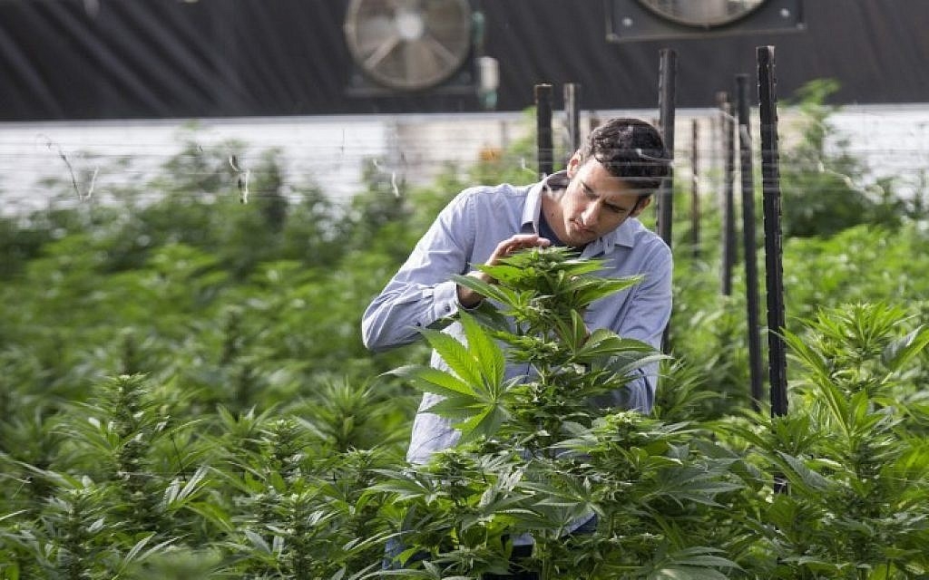 Israeli Researchers Shed Light On The Benefits Of THC Treatments For Autistic Patients