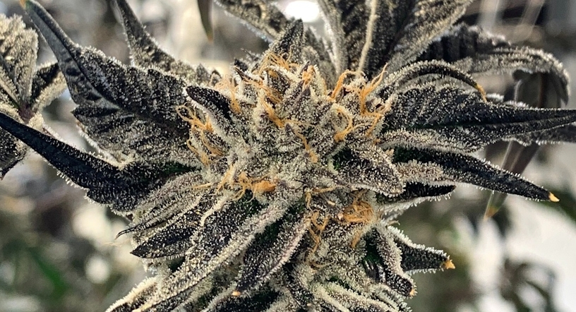 Our Full Review Of Botany Farms The White CBG Flower
