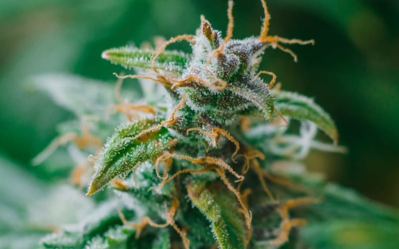 Malta Becomes First Country In European Union To Legalize Cannabis For Personal Use