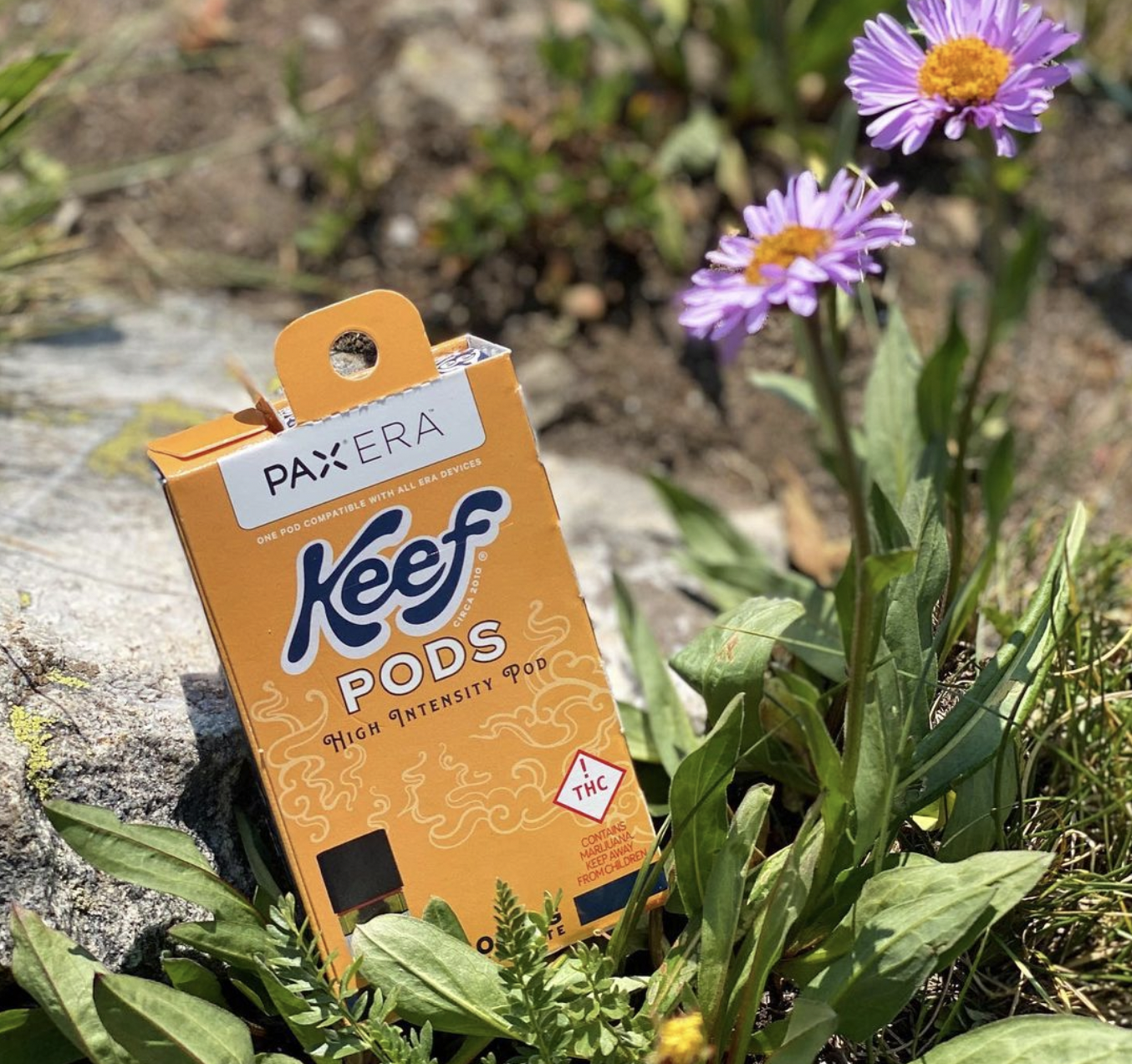 Keef PAX Era Pods Review: What You Need To Know