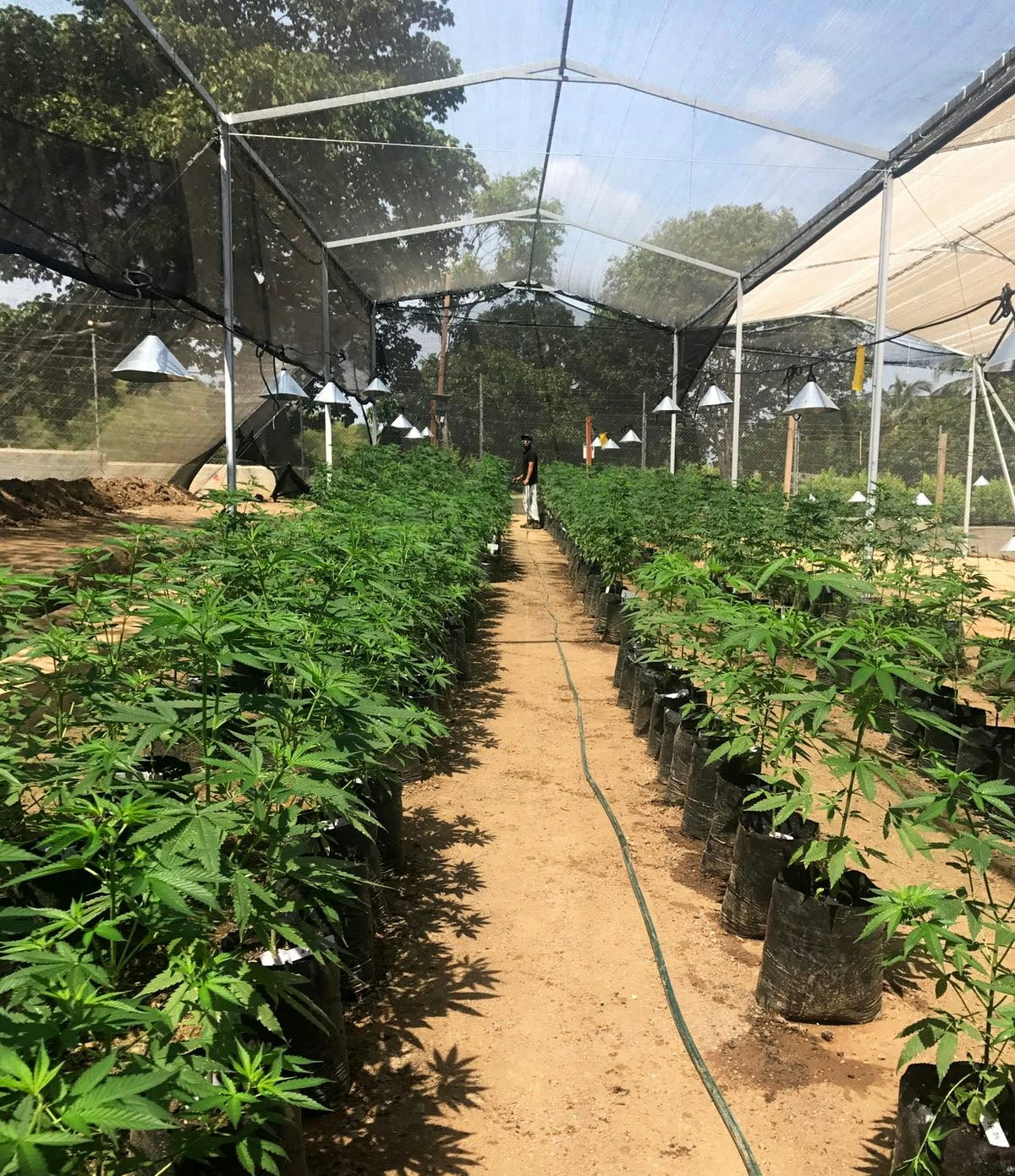 Avicanna Expands Marijuana As Treatment For Epilepsy