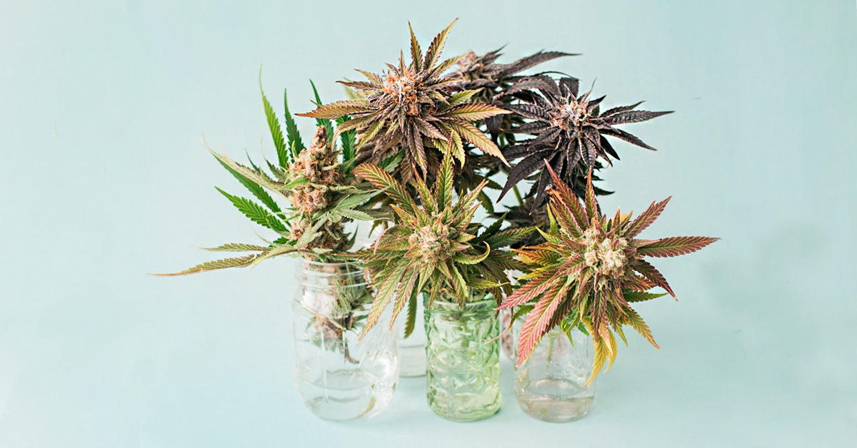 Whole-Plant vs. Flower-Only Hemp Oil