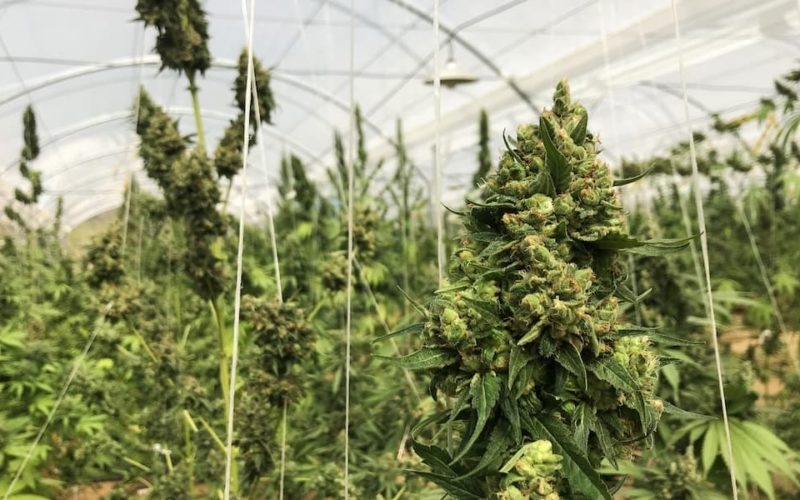 Cannabis cultivation in Colombia featuring Colombian Gold landrace plants growing in a natural rural environment