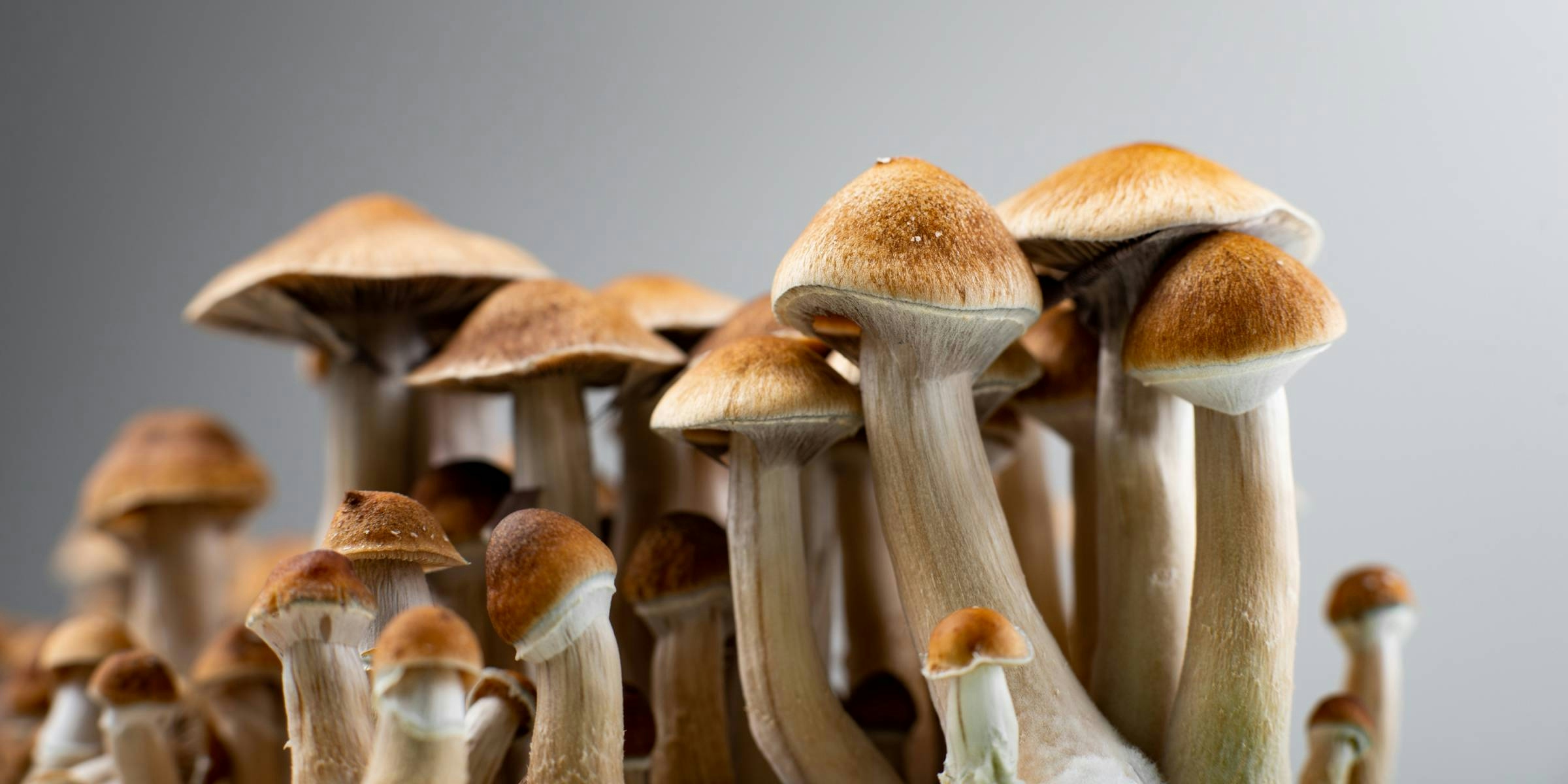 Are Mushrooms Legal In California? What to Expect In 2025