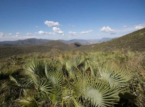 Indigenous Communities In Mexico Are Planting Cannabis Instead Of Corn To Prepare For Legalization