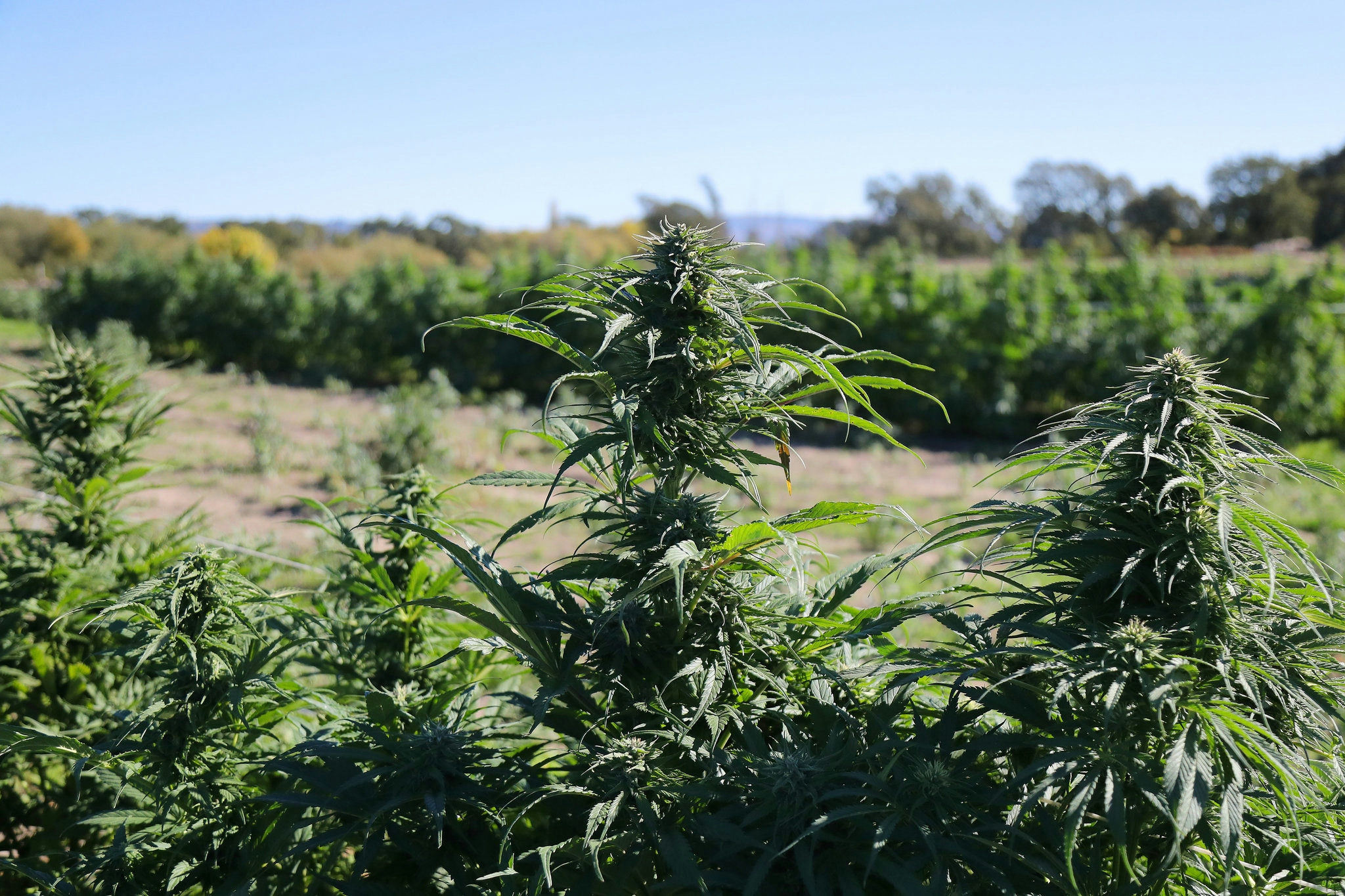 Landraces: The Holy Grail Of Cannabis?
