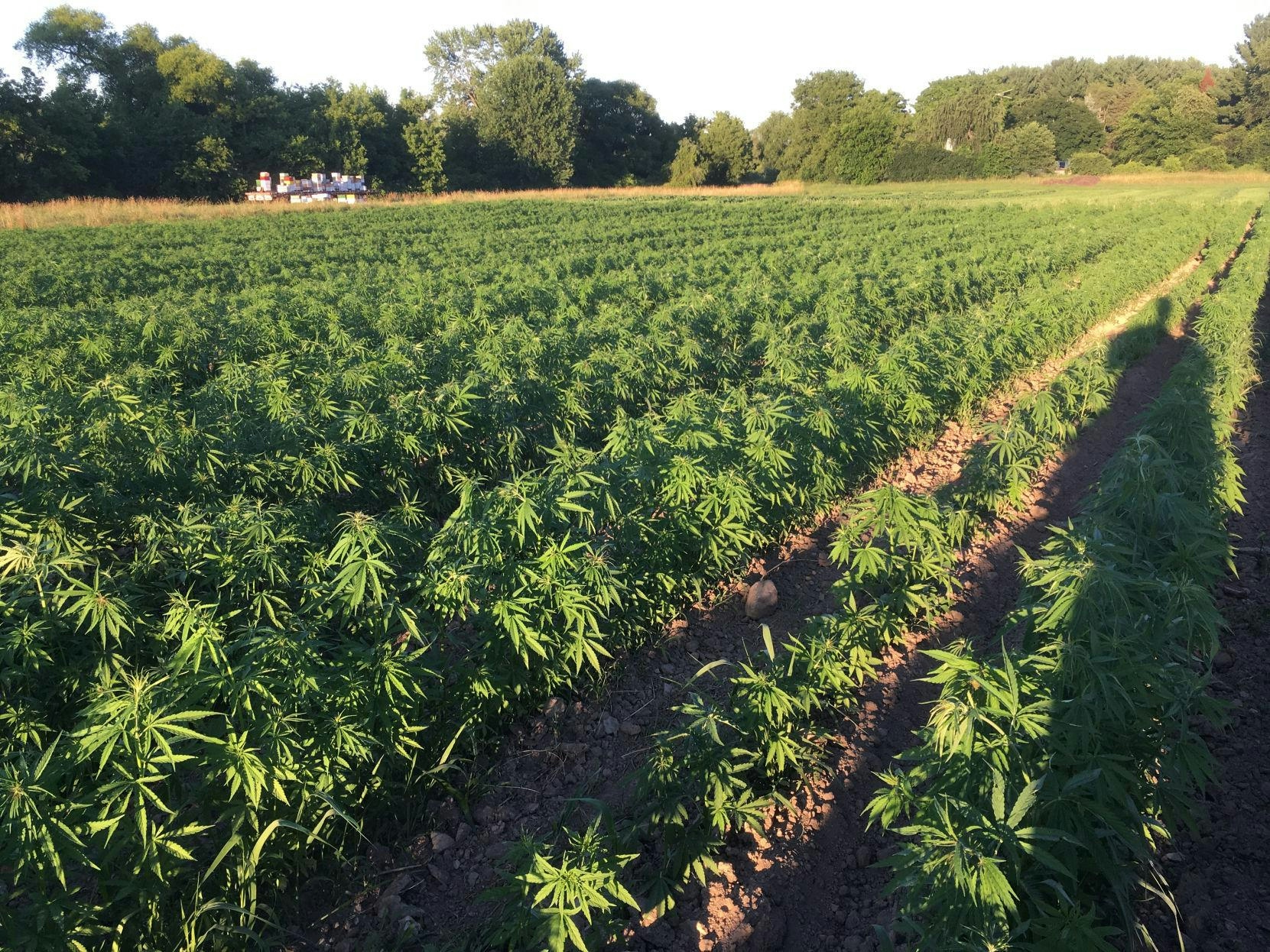 California Donates $100 Million To Local Cannabis Businesses