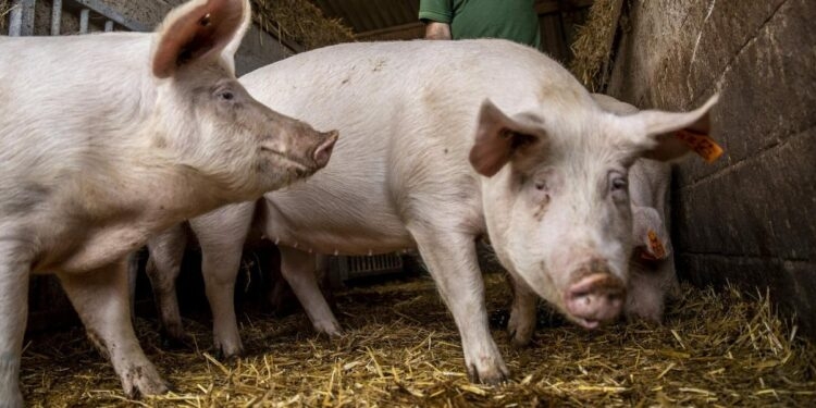 Doctors Transplant A Pig Heart Into A Human In World-First Operation