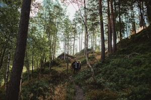 Why D8 Gummies Are The Best Companions For An Outdoor Hike