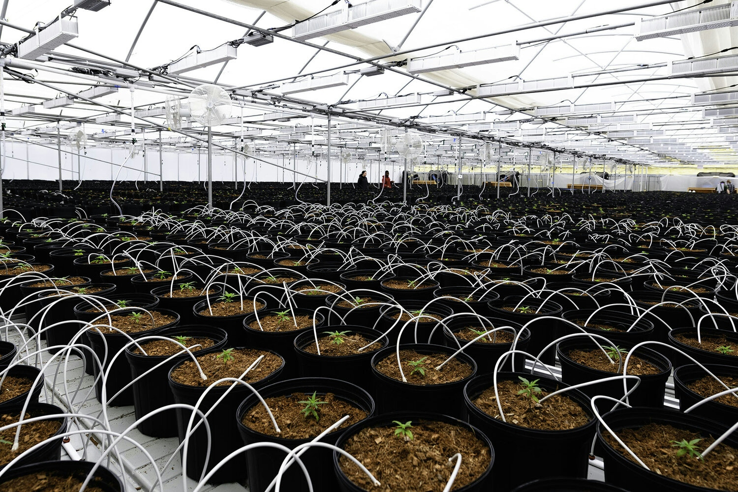 Review: Hemp Farms Of New York