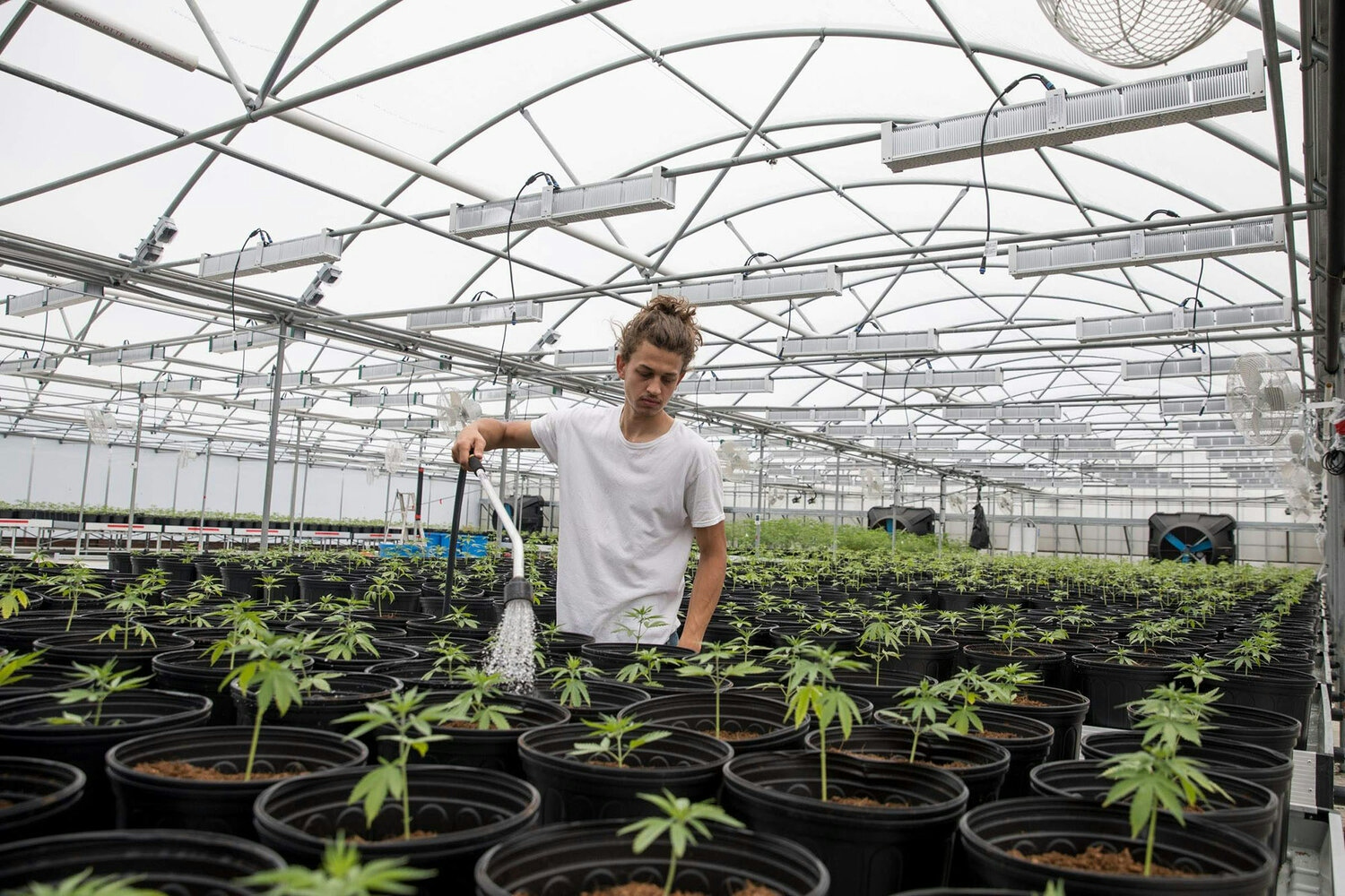 Review: Hemp Farms Of New York