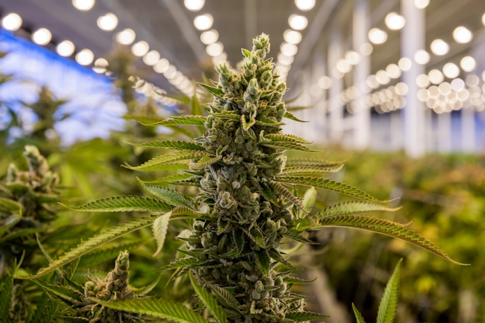 5 Things To Expect In The Cannabis Industry In 2024