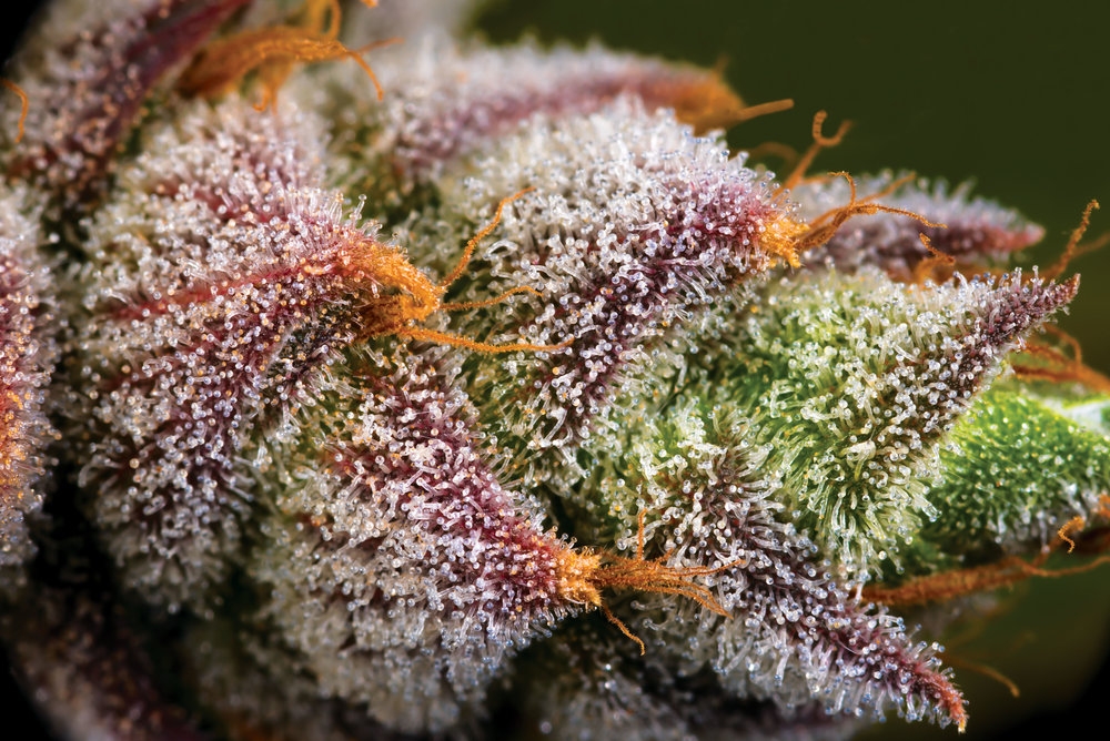 close-up of the mimosa strain