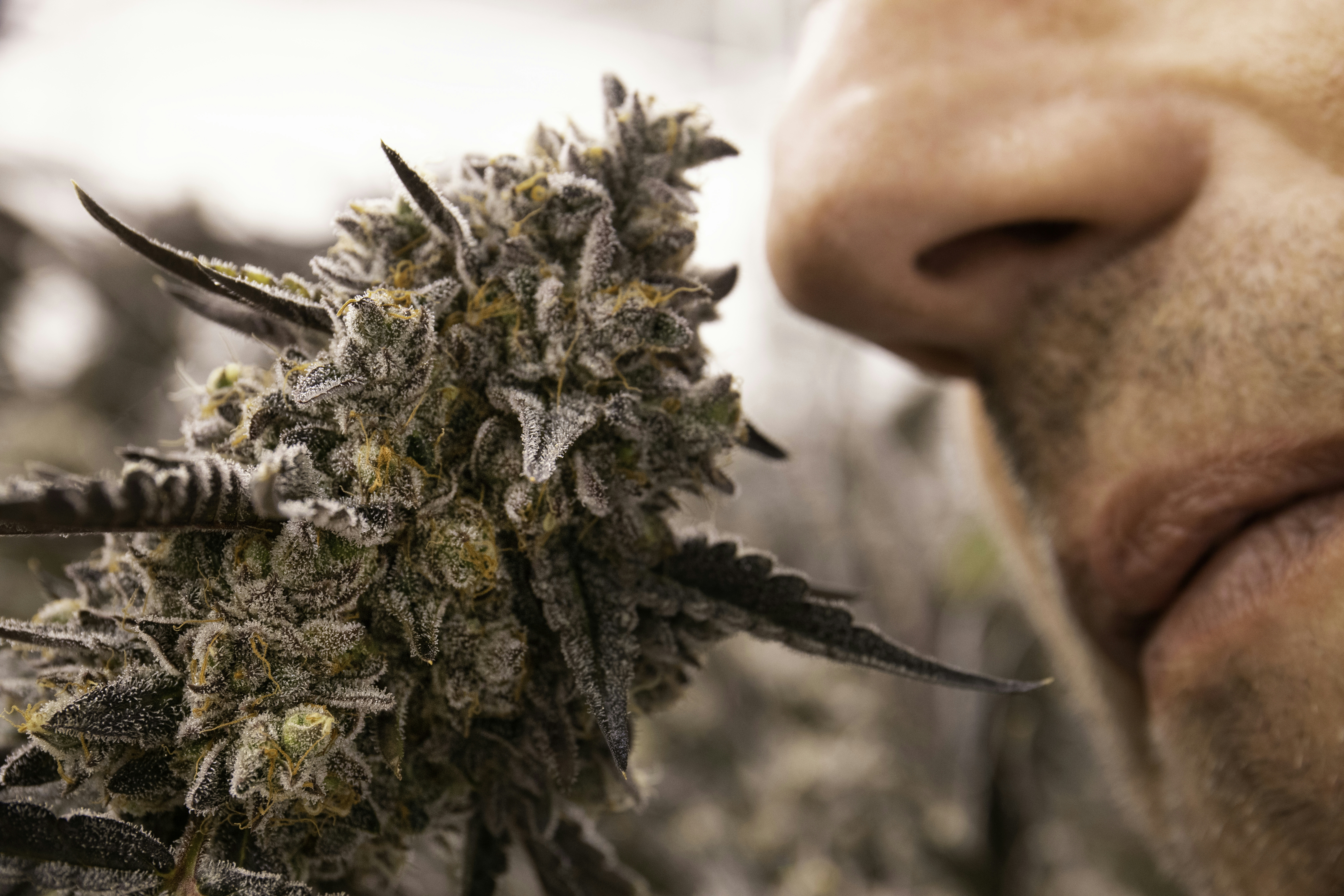 How To Buy Quality CBD Flower