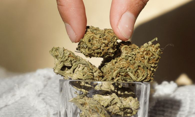 THC-O Infused Flower: What You Need to Know