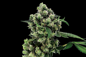 Reasons Why Sour Diesel Strain Smells Like Gas?