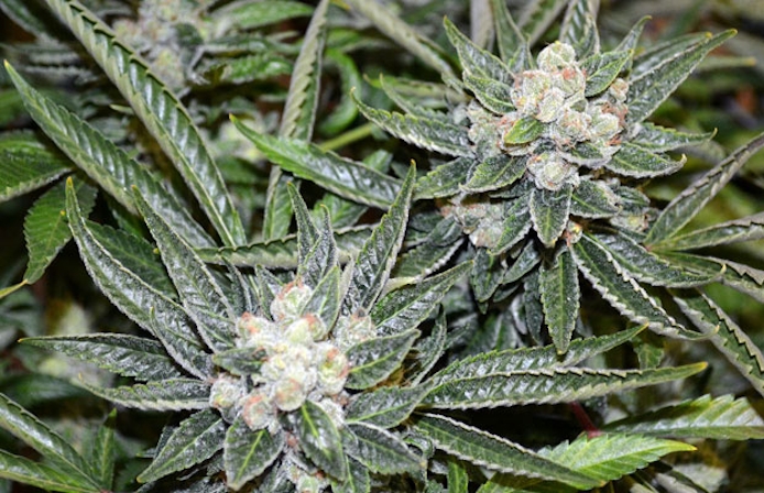 Reasons Why Sour Diesel Strain Smells Like Gas?