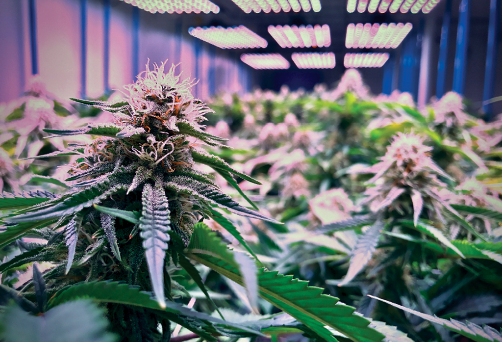 The History Of Hybrid Strains