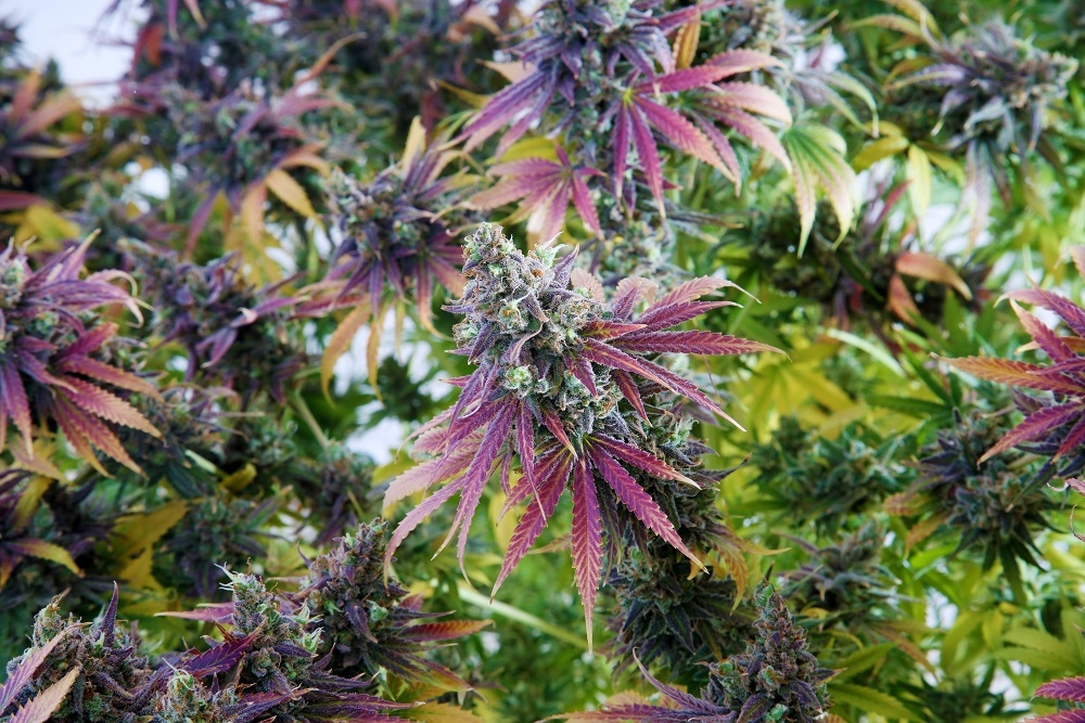 The History Of Hybrid Strains