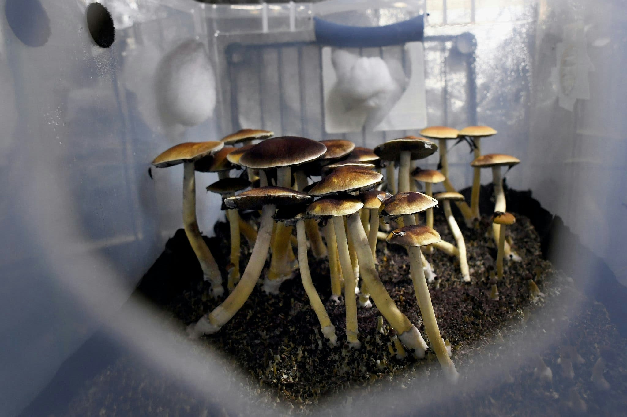 Canadian Physicians Now Offer Psychedelic Treatments