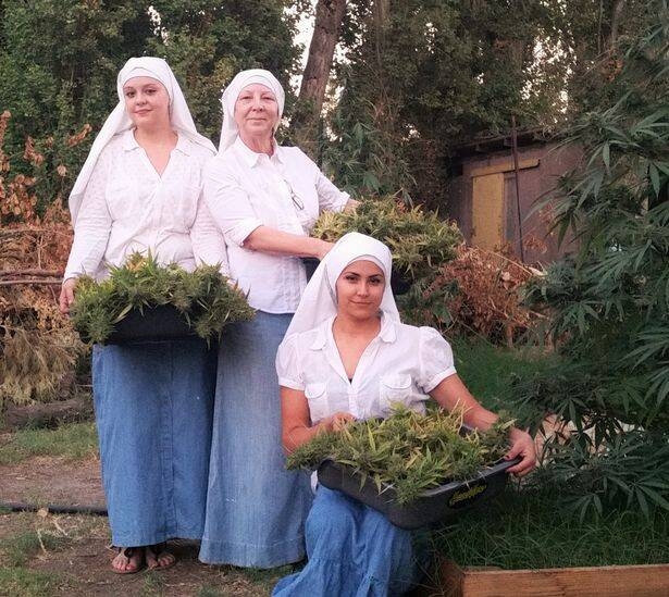 The Sisters Of The Valley Will Gift 1,000 Customers With High-CBD Hemp Seeds