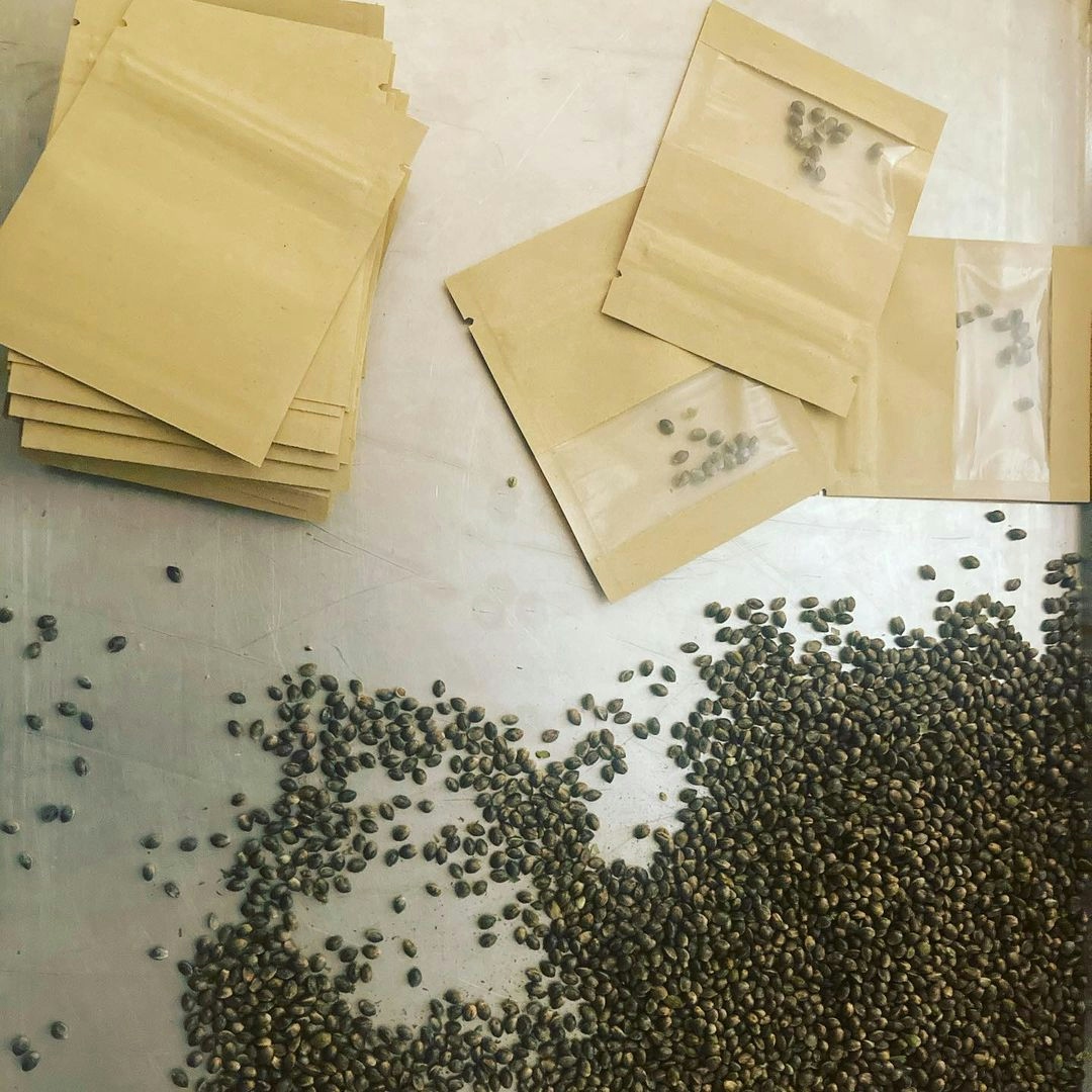 The Sisters Of The Valley Will Gift 1,000 Customers With High-CBD Hemp Seeds