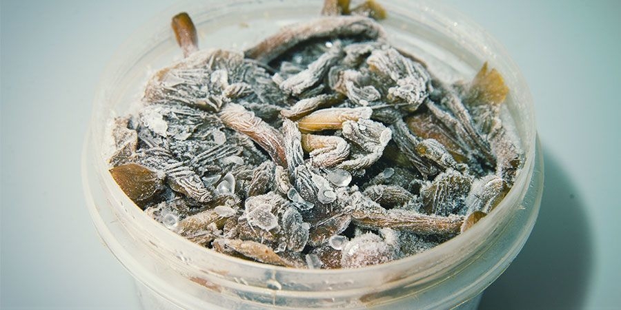 Storing Mushrooms: How Long Do They Last?