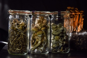 Storing Mushrooms: How Long Do They Last?