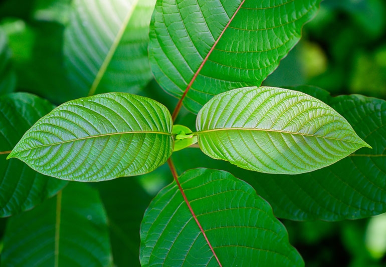 What Is Kratom And Why It’s Become A Popular Tool To Treat Depression